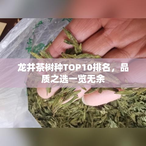 龙井茶树种TOP10排名，品质之选一览无余