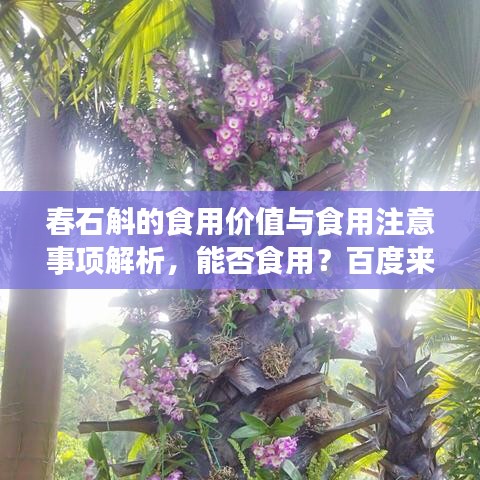 春石斛的食用价值与食用注意事项解析，能否食用？百度来揭秘！