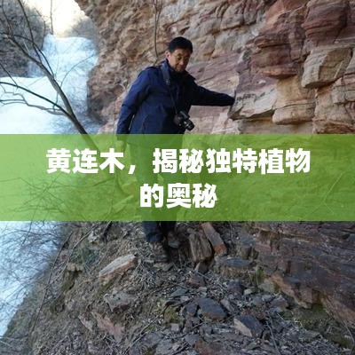 黄连木，揭秘独特植物的奥秘