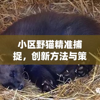 小区野猫精准捕捉，创新方法与策略分享
