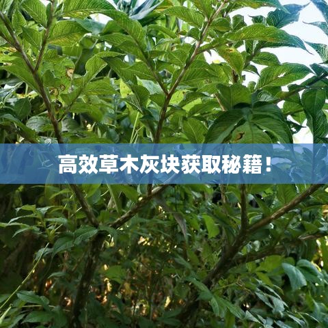 高效草木灰块获取秘籍！
