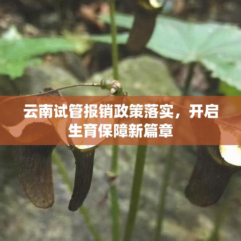 云南试管报销政策落实，开启生育保障新篇章