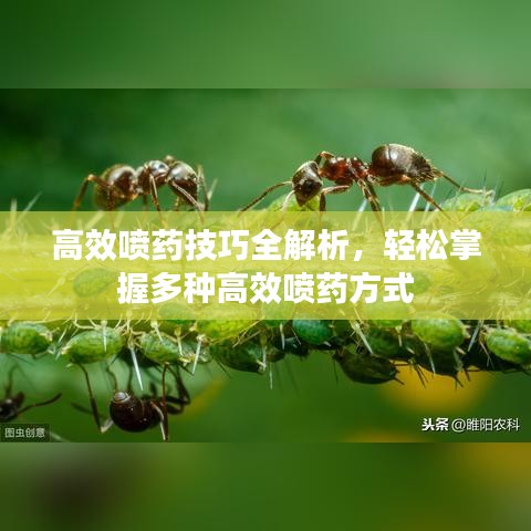 采椽不斫