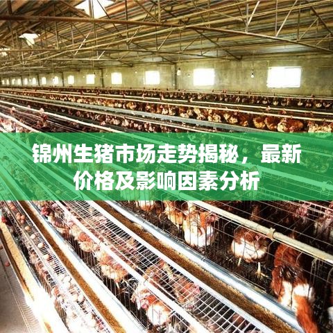 锦州生猪市场走势揭秘，最新价格及影响因素分析