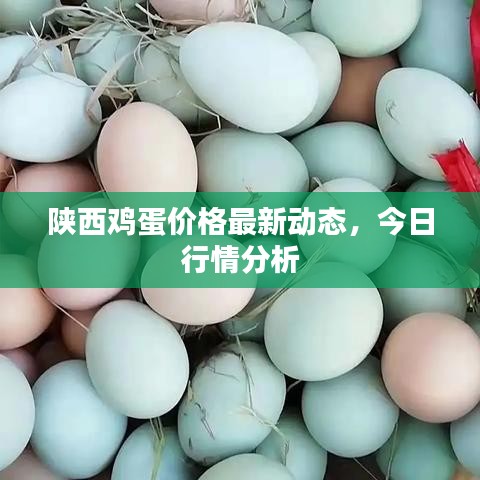 陕西鸡蛋价格最新动态，今日行情分析