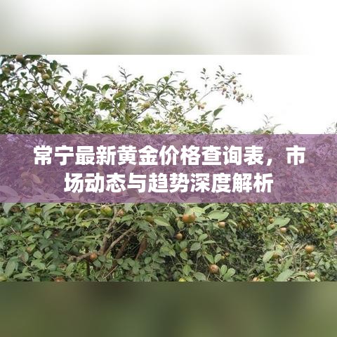 常宁最新黄金价格查询表，市场动态与趋势深度解析