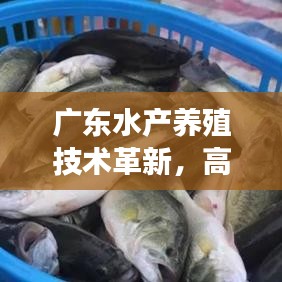广东水产养殖技术革新，高效与可持续的双重典范之路
