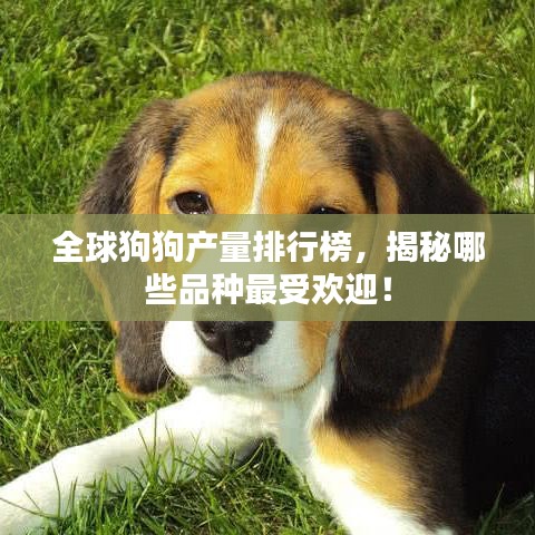 全球狗狗产量排行榜，揭秘哪些品种最受欢迎！