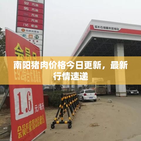南阳猪肉价格今日更新，最新行情速递