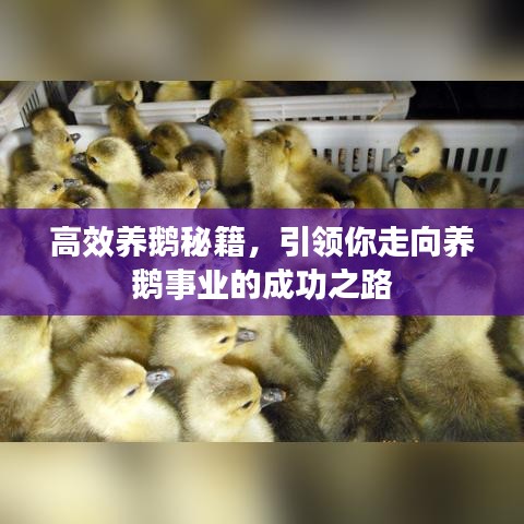高效养鹅秘籍，引领你走向养鹅事业的成功之路
