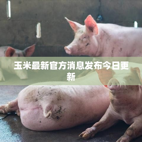玉米最新官方消息发布今日更新