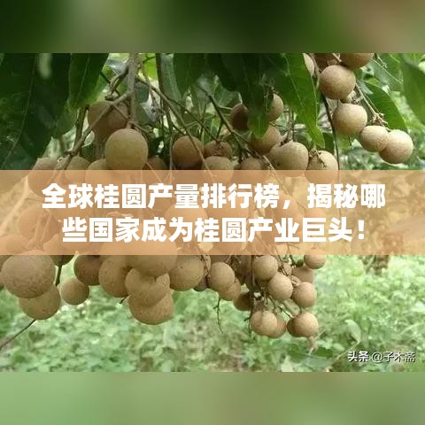 全球桂圆产量排行榜，揭秘哪些国家成为桂圆产业巨头！
