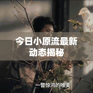 今日小原流最新动态揭秘