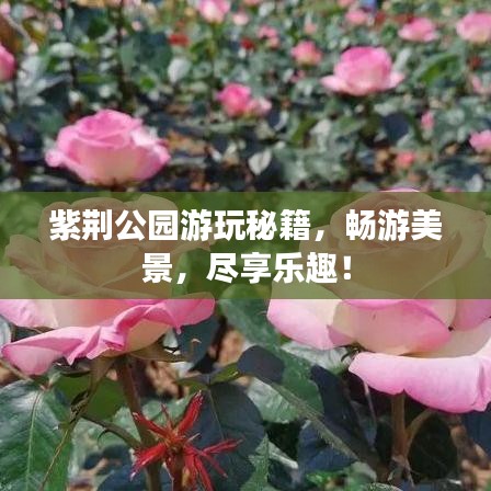 紫荆公园游玩秘籍，畅游美景，尽享乐趣！