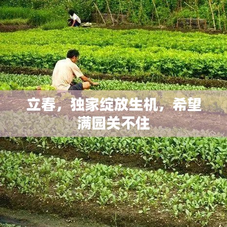 立春，独家绽放生机，希望满园关不住