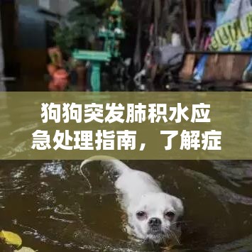 狗狗突发肺积水应急处理指南，了解症状与应对措施