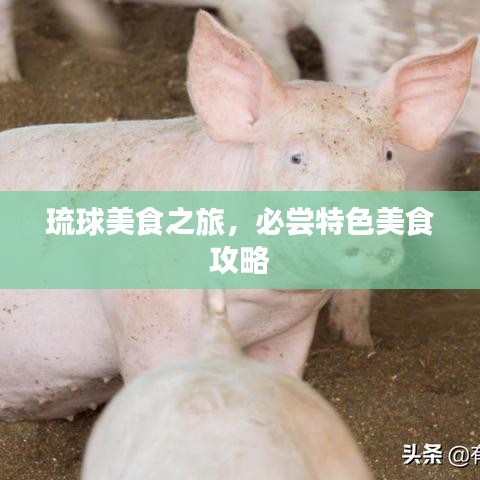 琉球美食之旅，必尝特色美食攻略