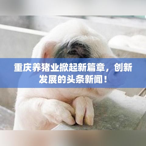 重庆养猪业掀起新篇章，创新发展的头条新闻！