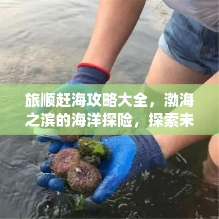 旅顺赶海攻略大全，渤海之滨的海洋探险，探索未知的海底宝藏！