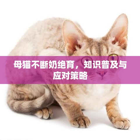 母猫不断奶绝育，知识普及与应对策略