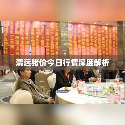 清远猪价今日行情深度解析