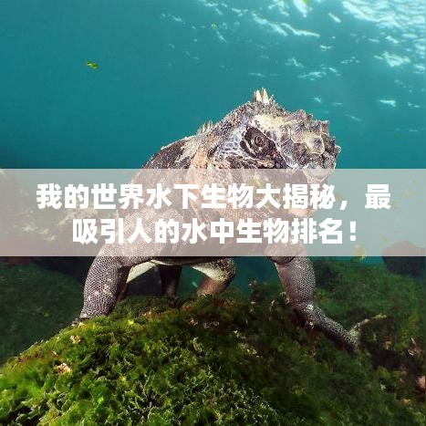 我的世界水下生物大揭秘，最吸引人的水中生物排名！