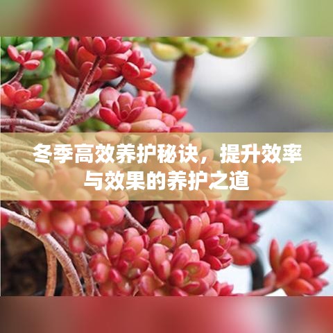 冬季高效养护秘诀，提升效率与效果的养护之道