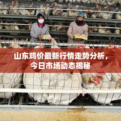 山东鸡价最新行情走势分析，今日市场动态揭秘
