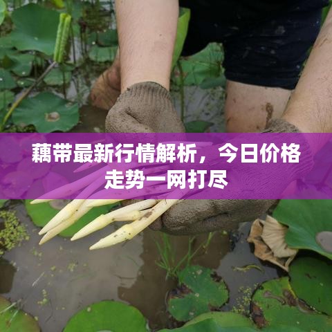 藕带最新行情解析，今日价格走势一网打尽
